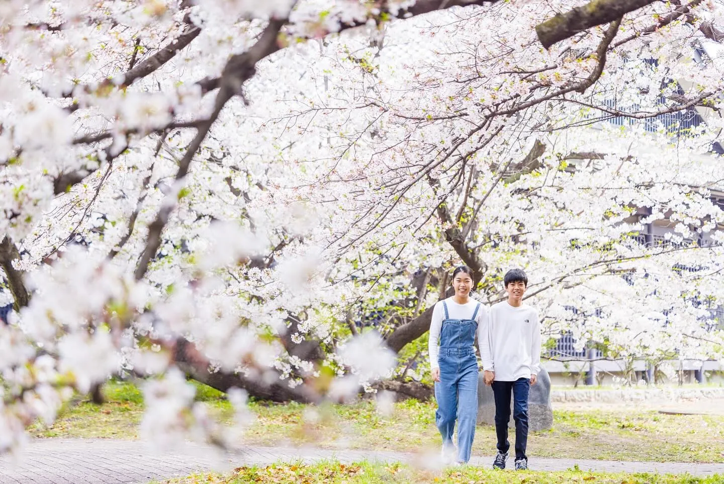 桜ロケーション撮影2024