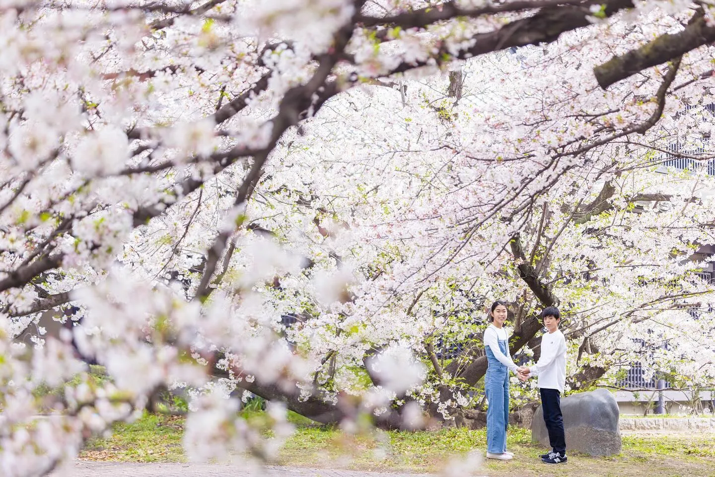 桜ロケーション撮影2024