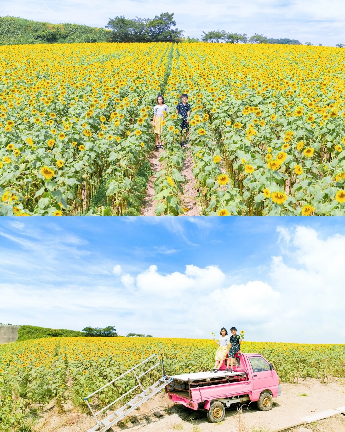 【ひまわり撮影会🌻】