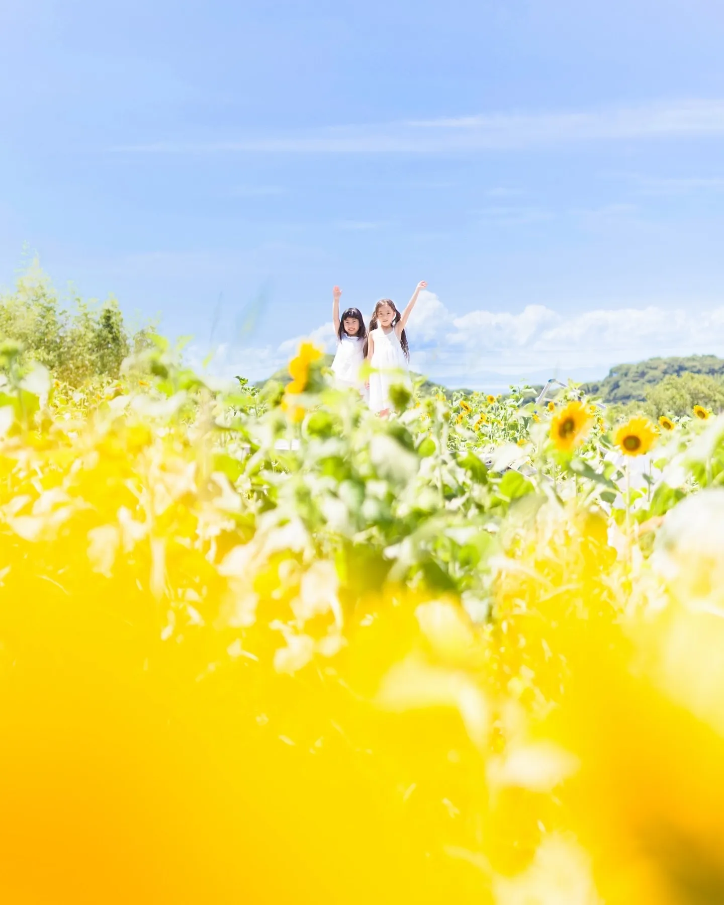 【ひまわり撮影会🌻】