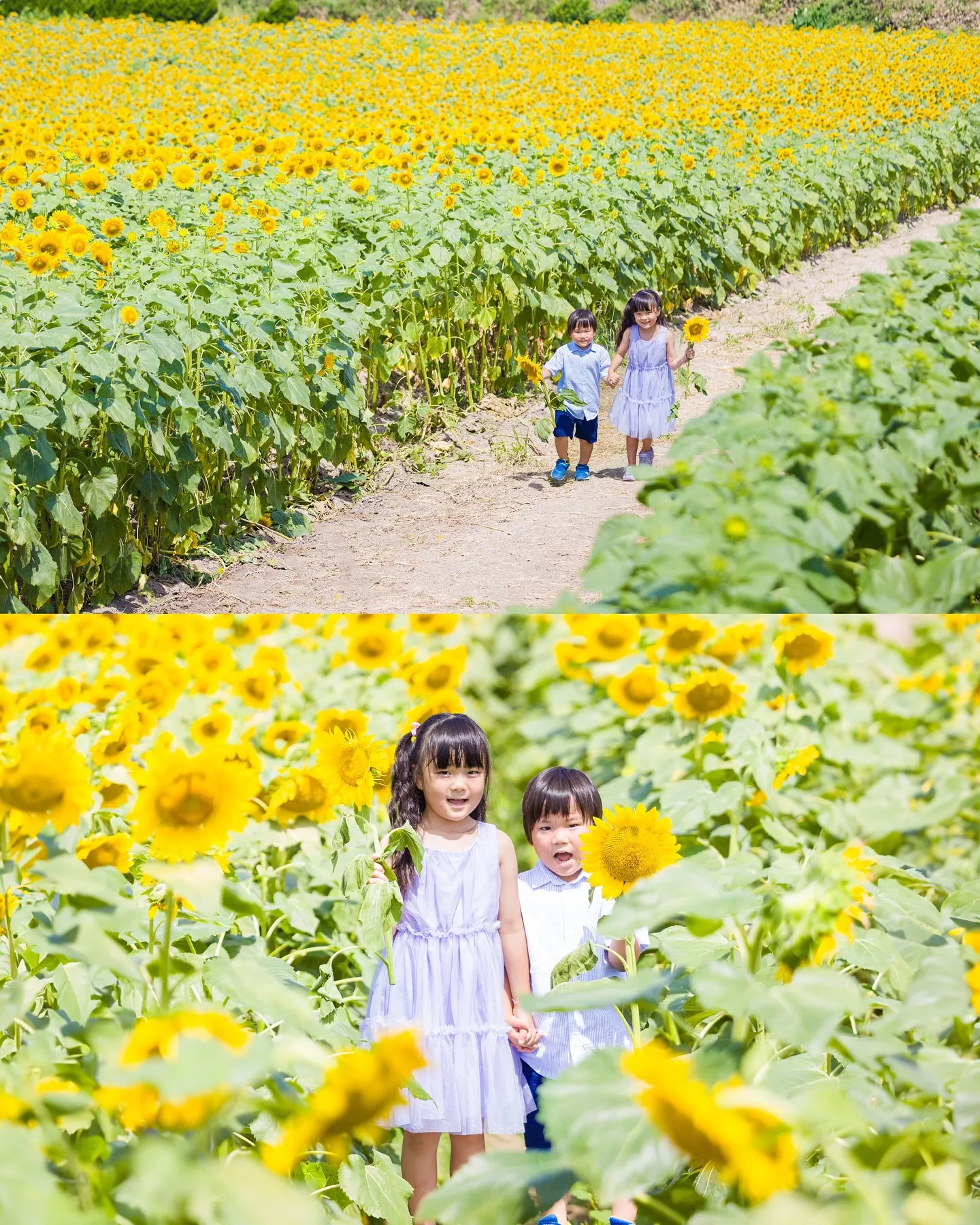 ひまわり畑で最高のひととき！