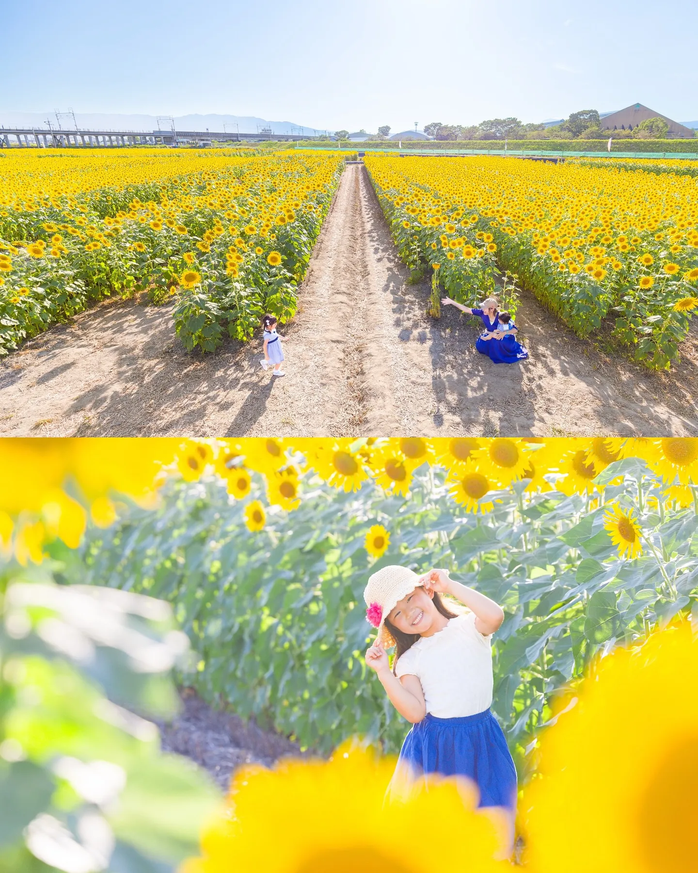 はじめましてのひまわり畑で撮影をさせていただきました🌻