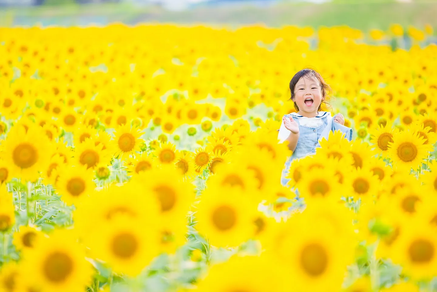 はじめましてのひまわり畑で撮影をさせていただきました🌻