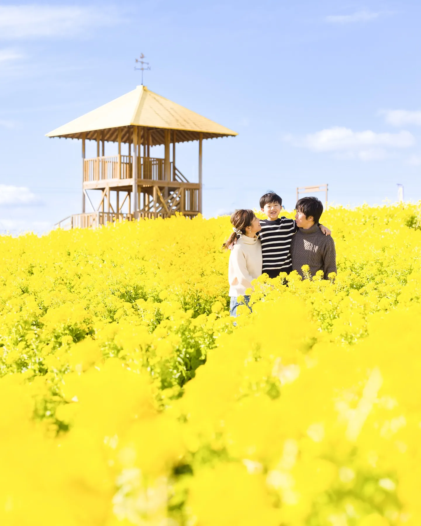 【2025菜の花撮影会行います✨】