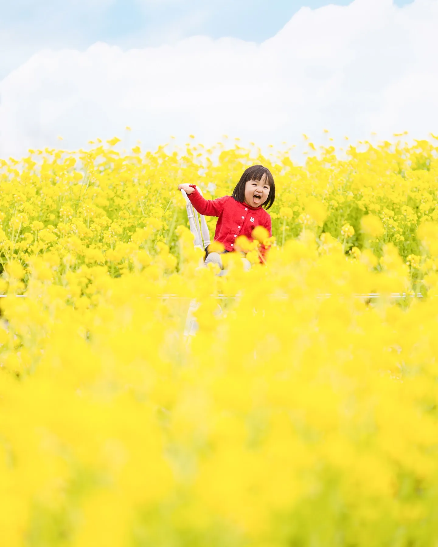 【2025菜の花撮影会行います✨】