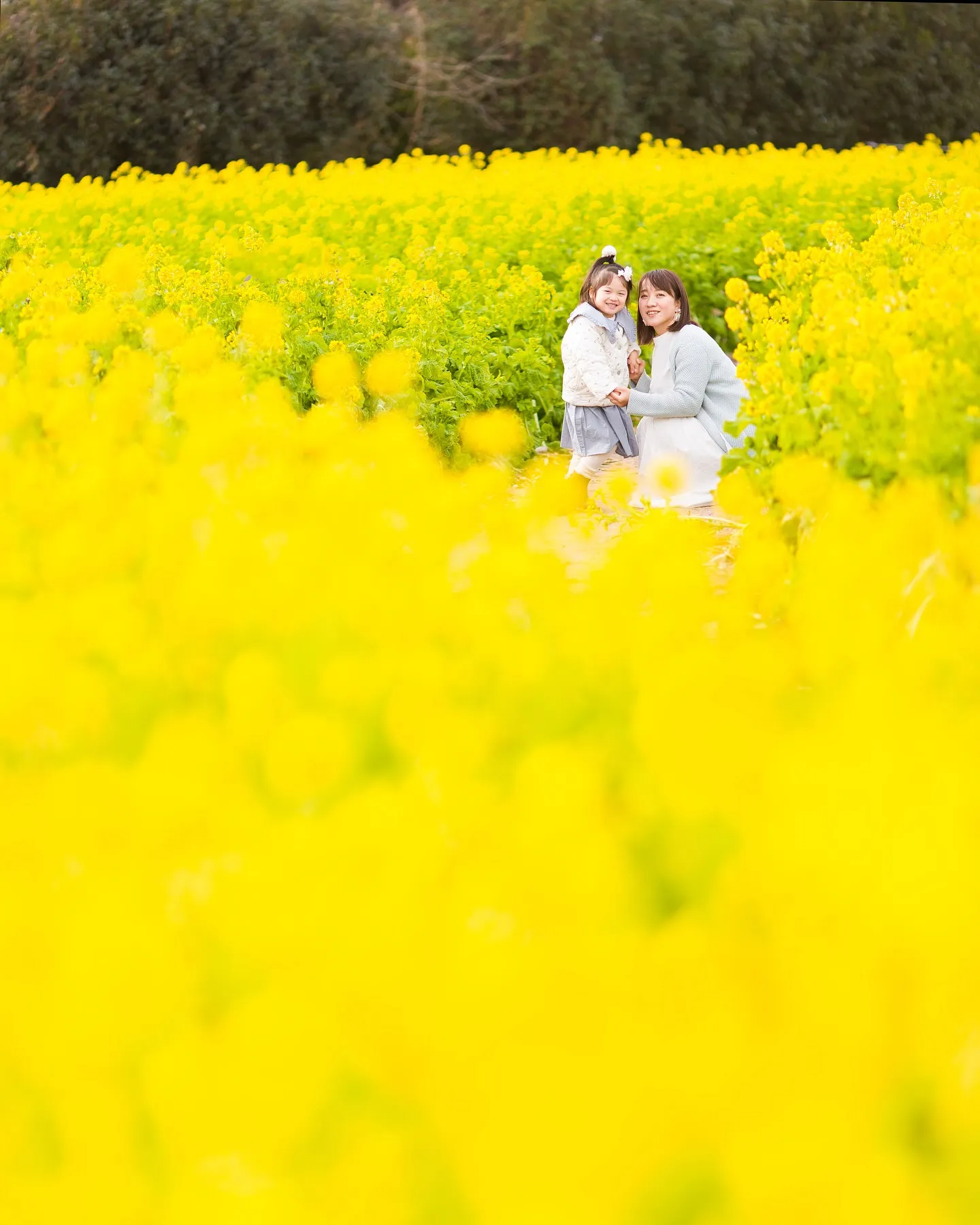 【2025菜の花撮影会行います✨】