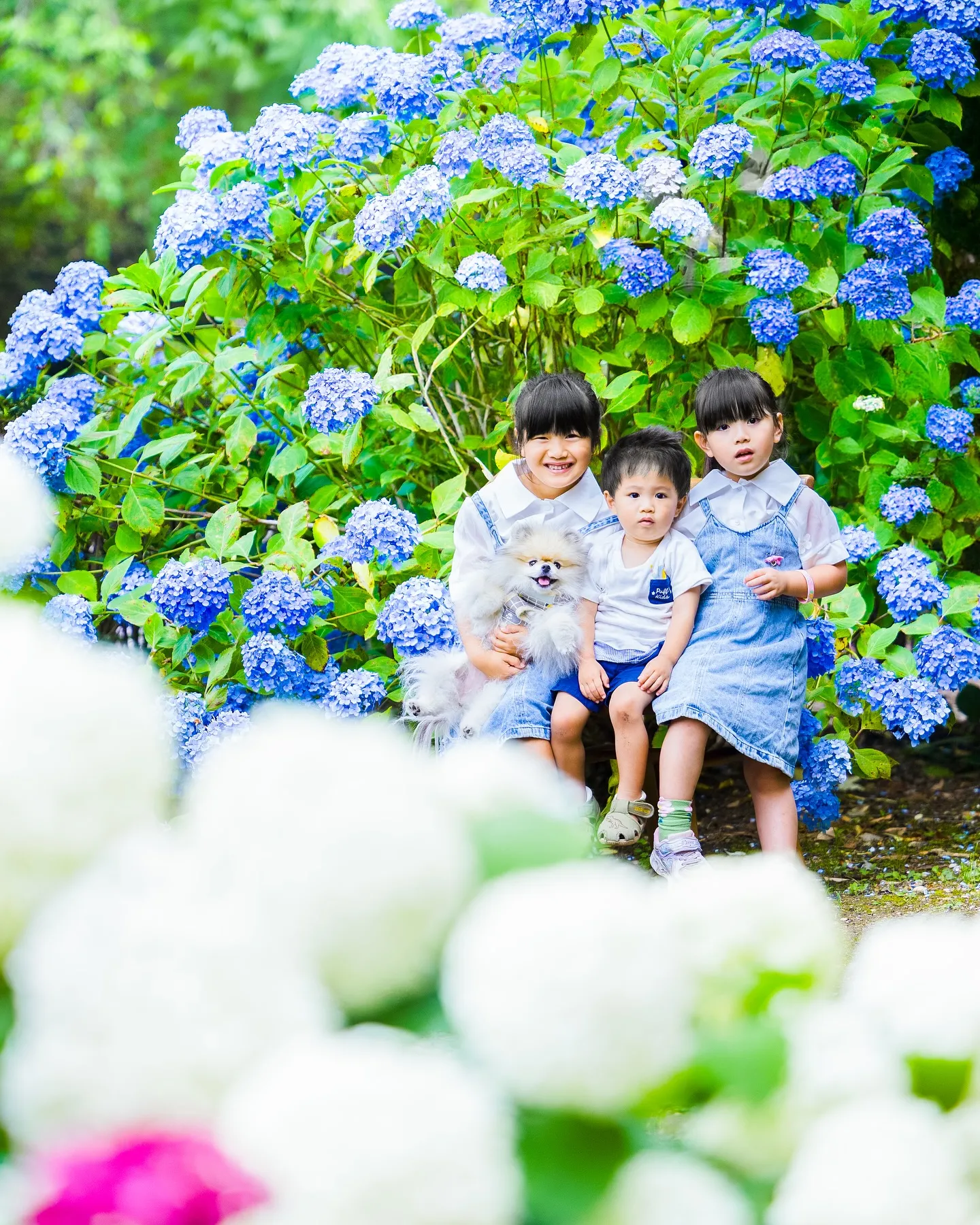 【ロケーション紫陽花撮影会】
