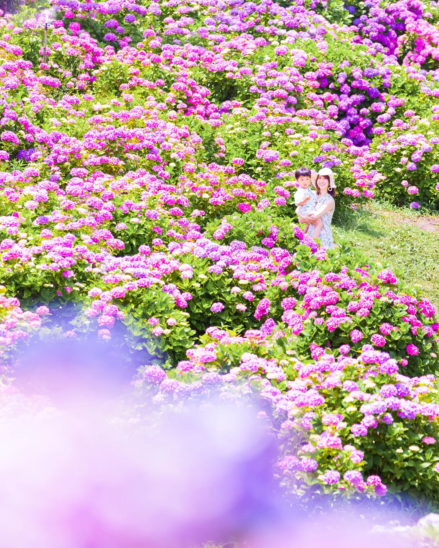 【ロケーション紫陽花撮影会】