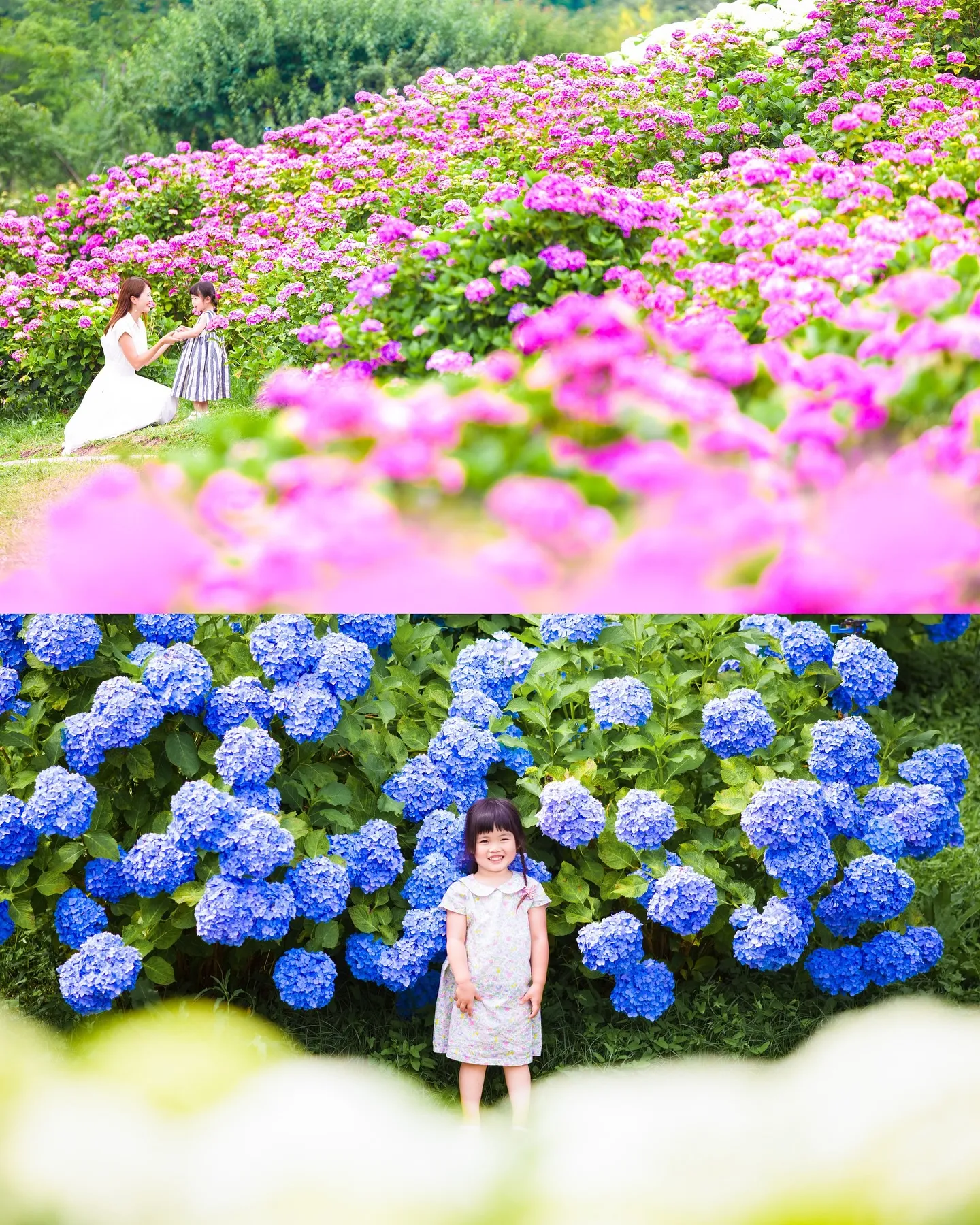 【ロケーション紫陽花撮影会】