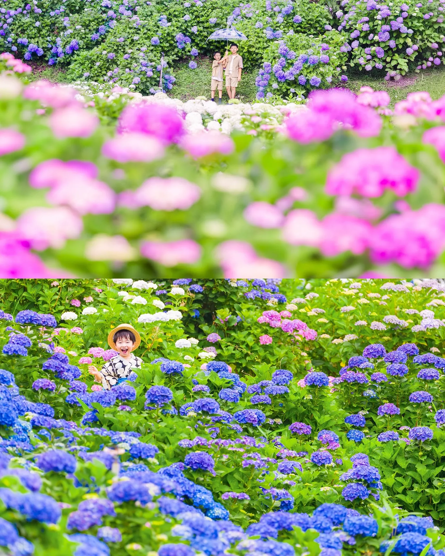 【ロケーション紫陽花撮影会】