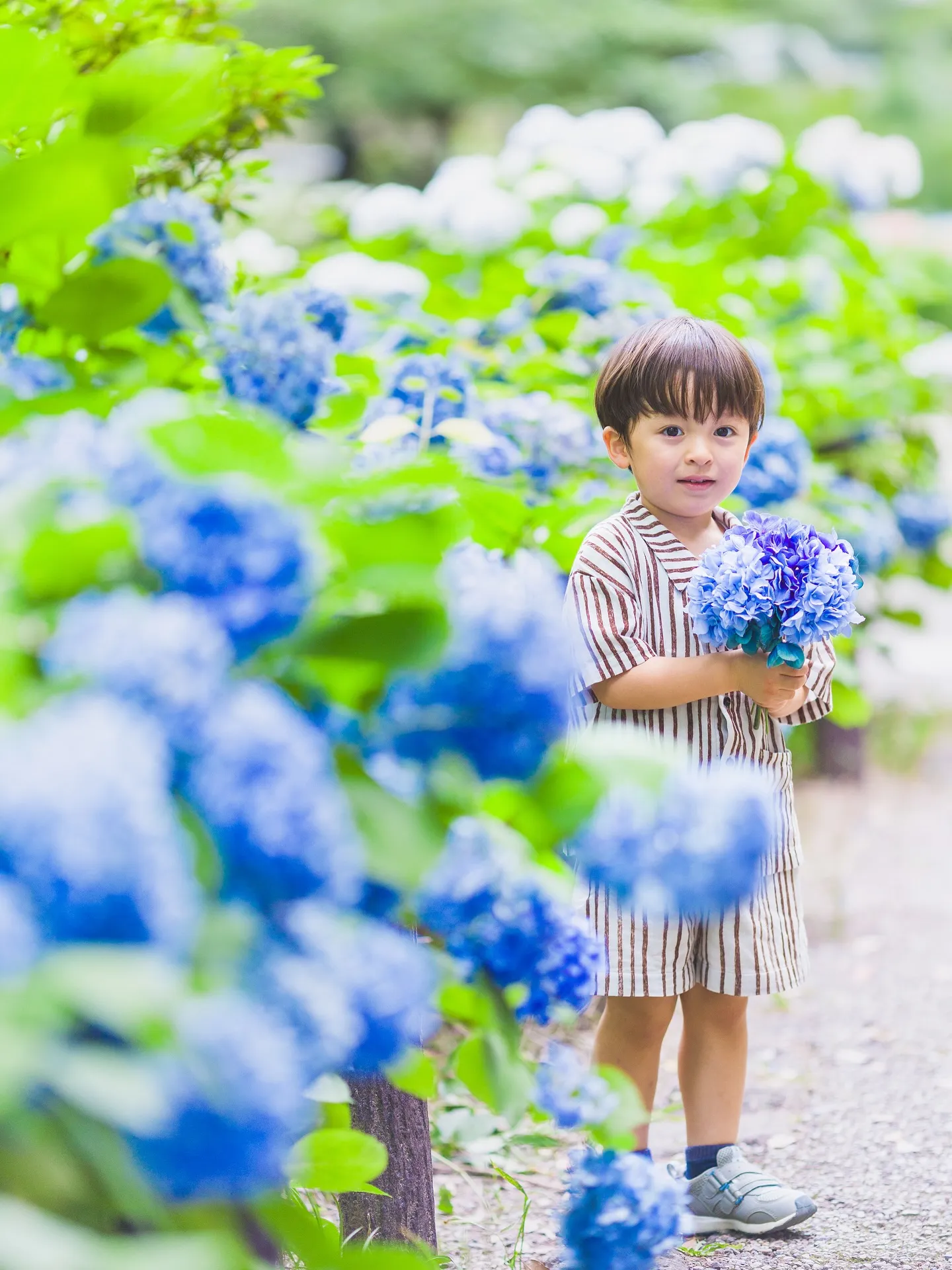 紫陽花撮影会開催しました✨