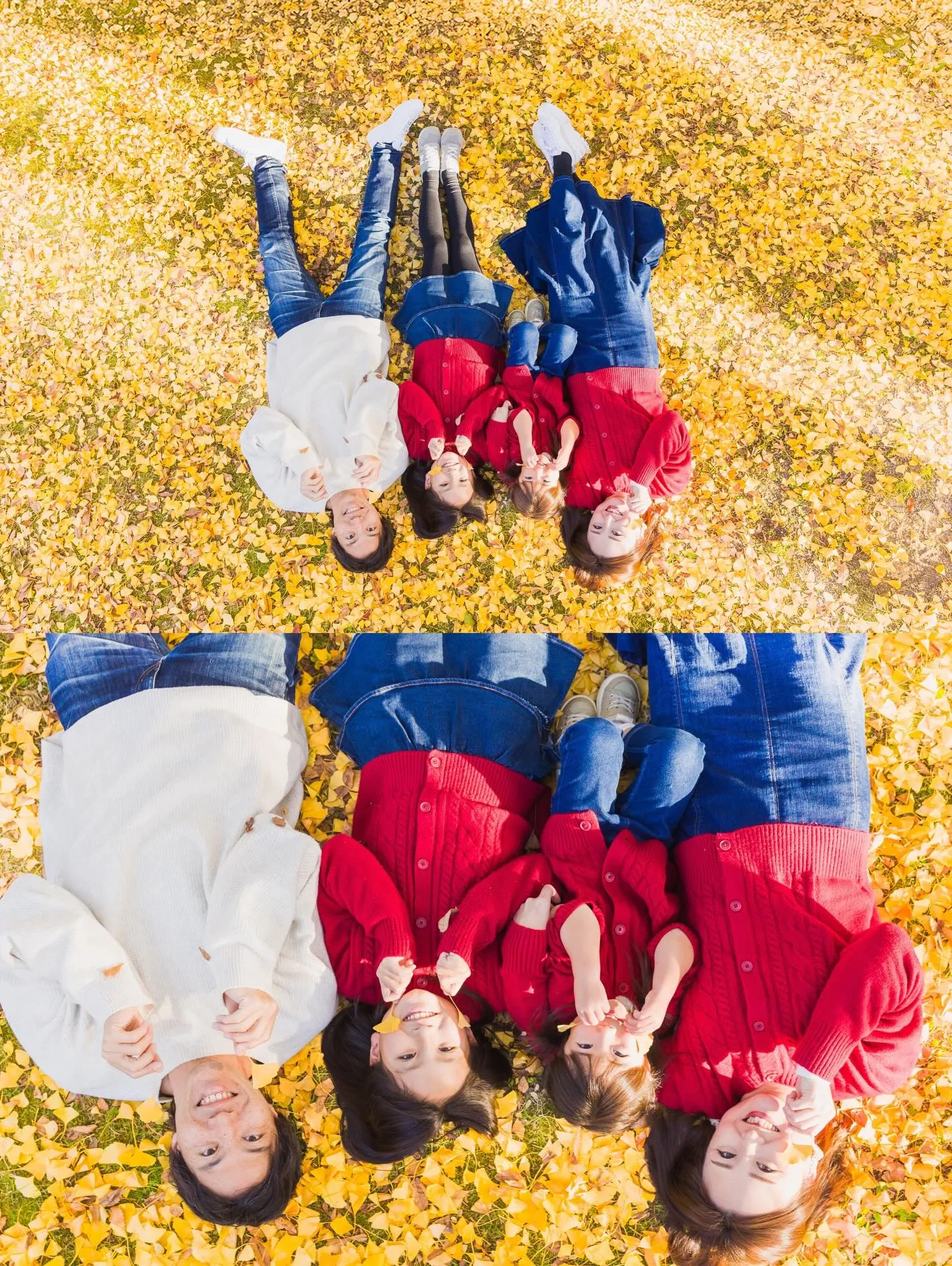 イチョウ撮影会