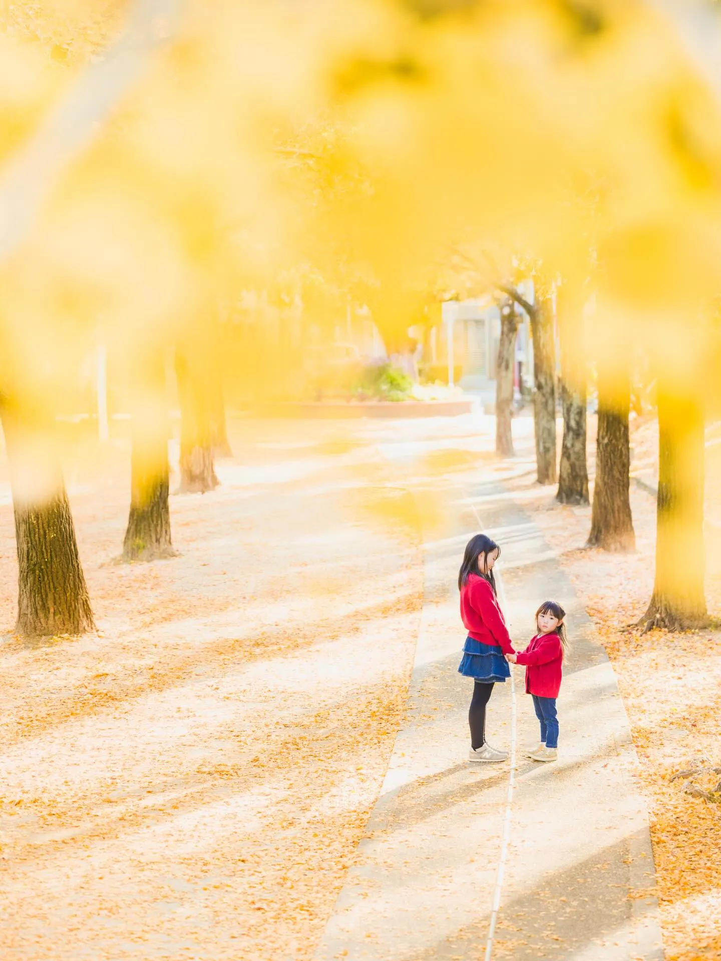 イチョウ撮影会