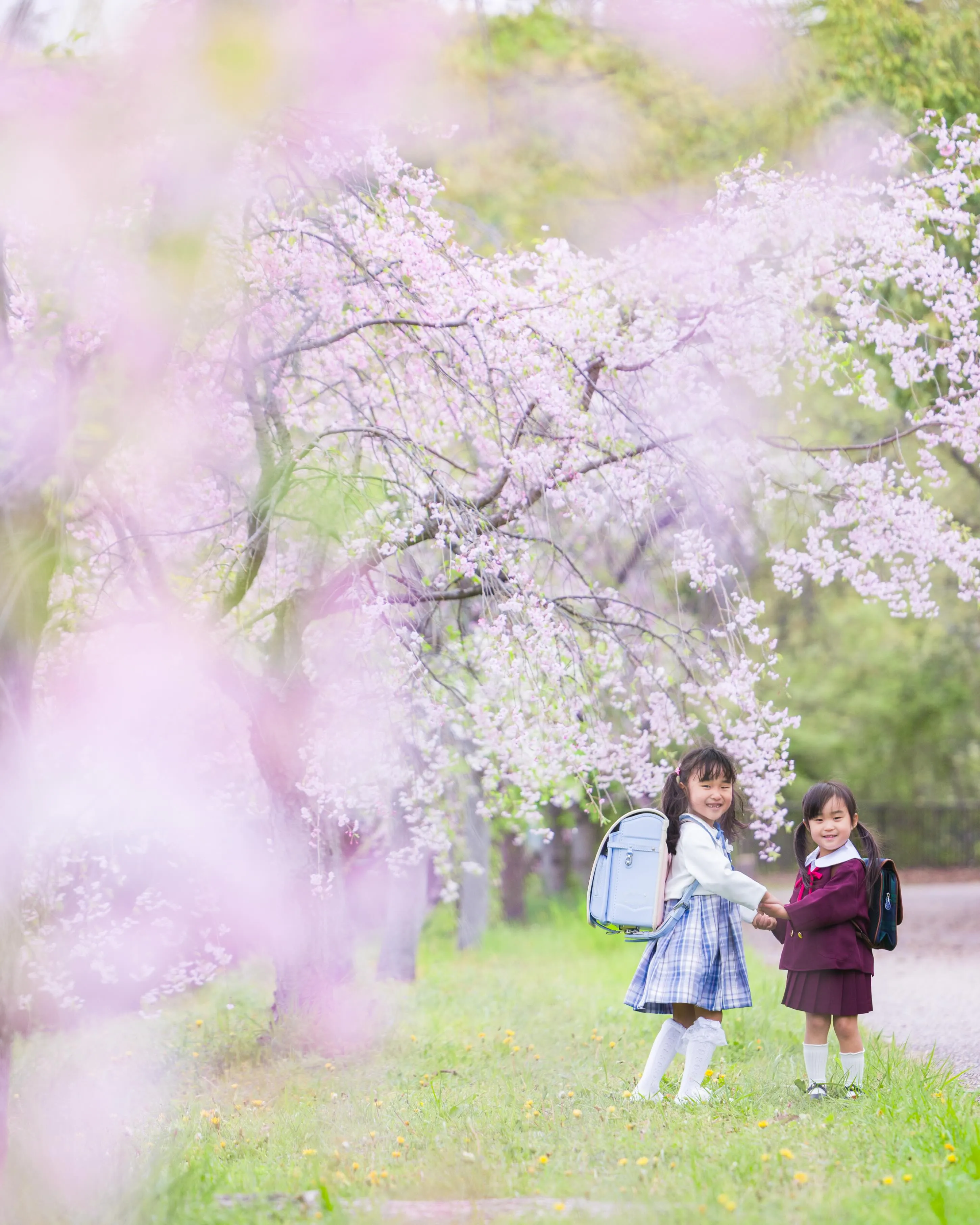 【桜撮影会】