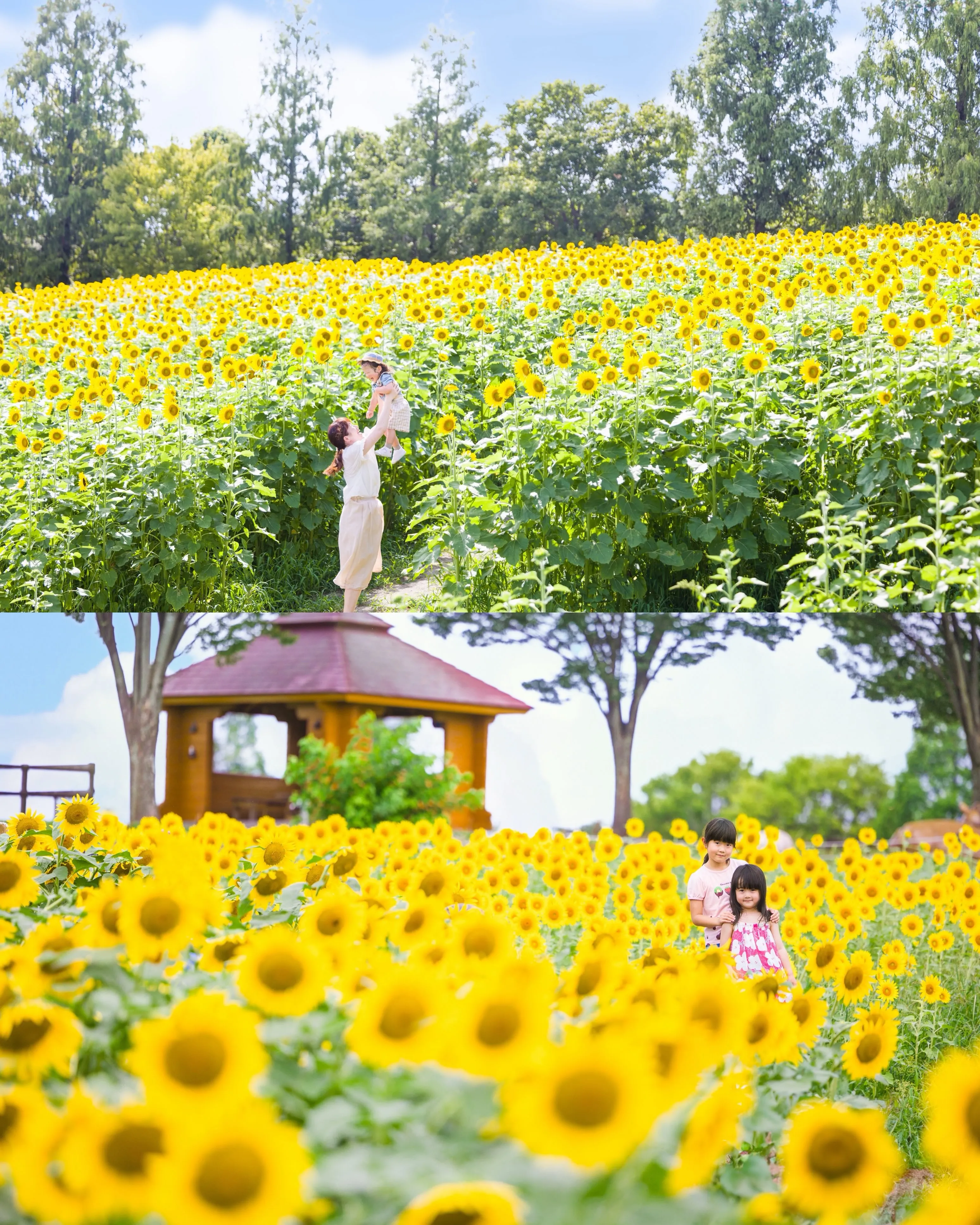 【ひまわり撮影会開催します🌻】