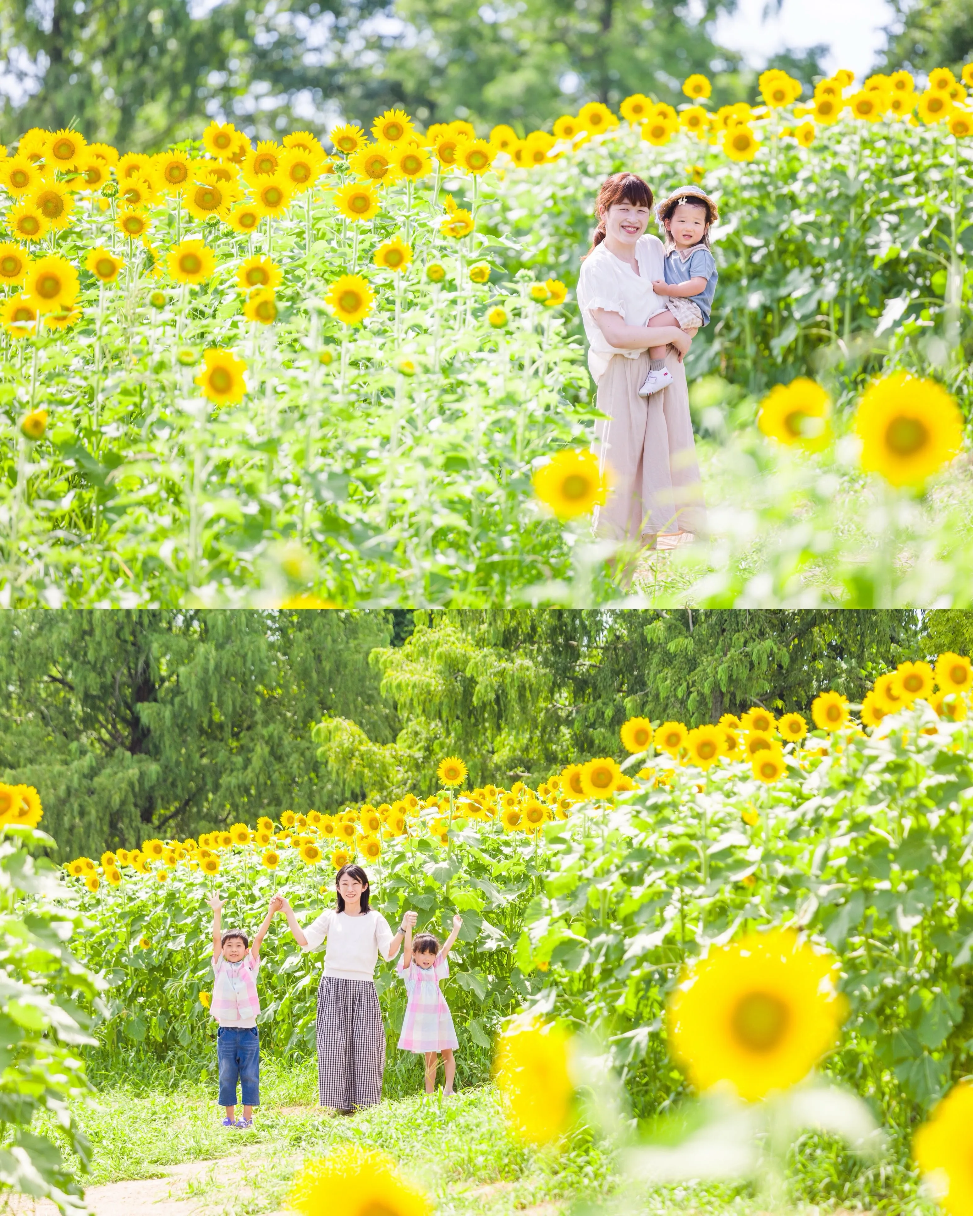 【ひまわり撮影会開催します🌻】