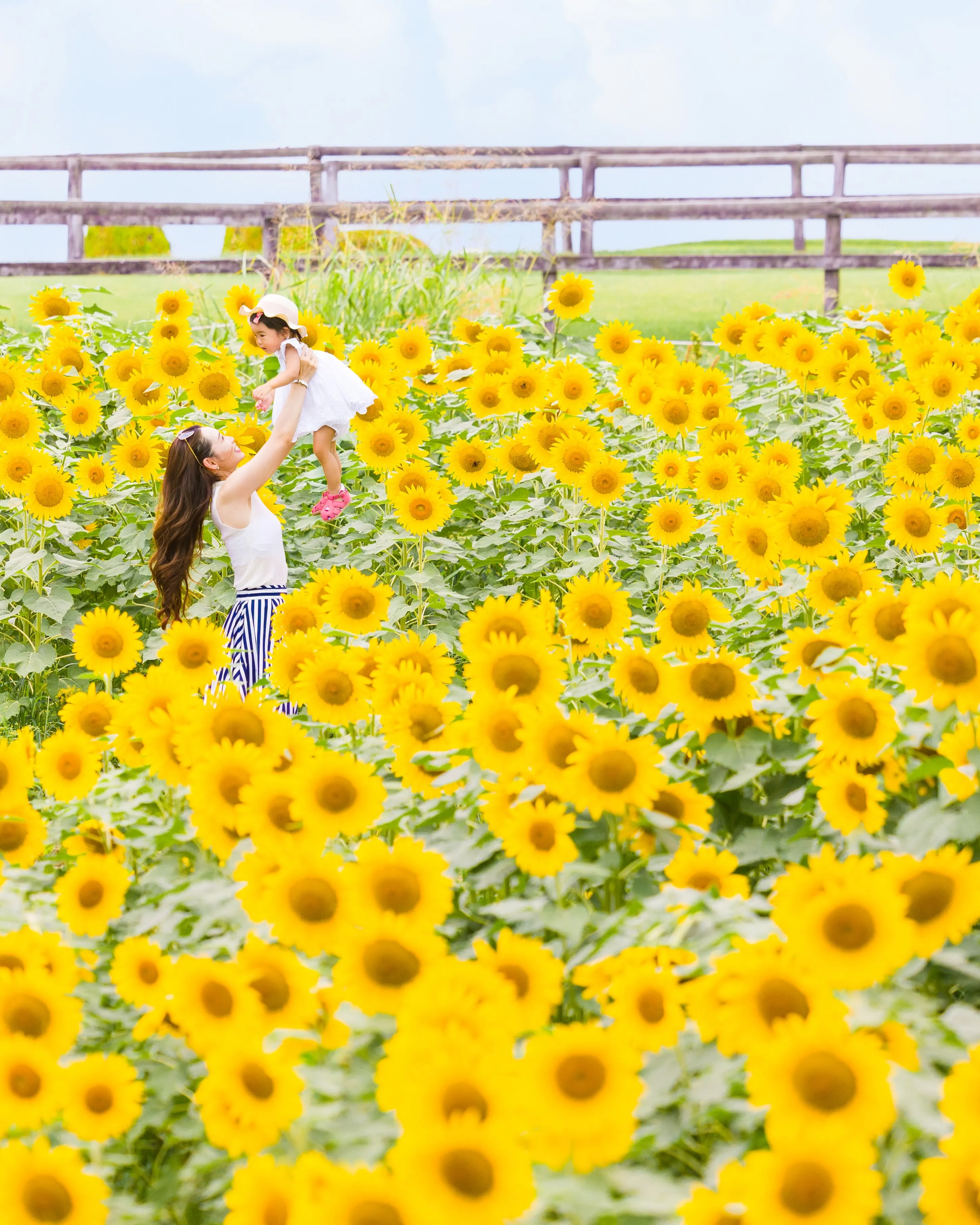 【ひまわり撮影会開催します🌻】