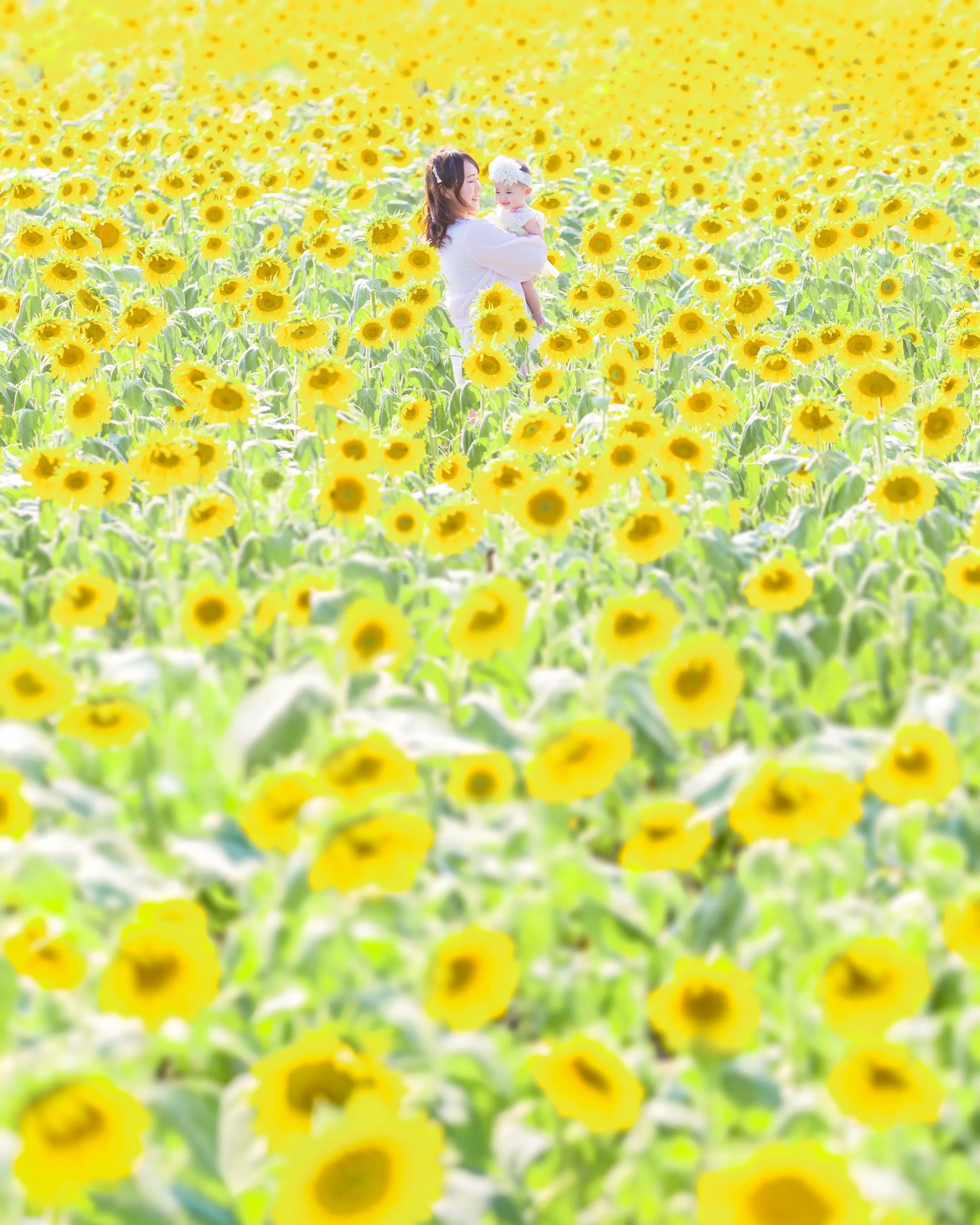 【ひまわり撮影会開催致します🌻】