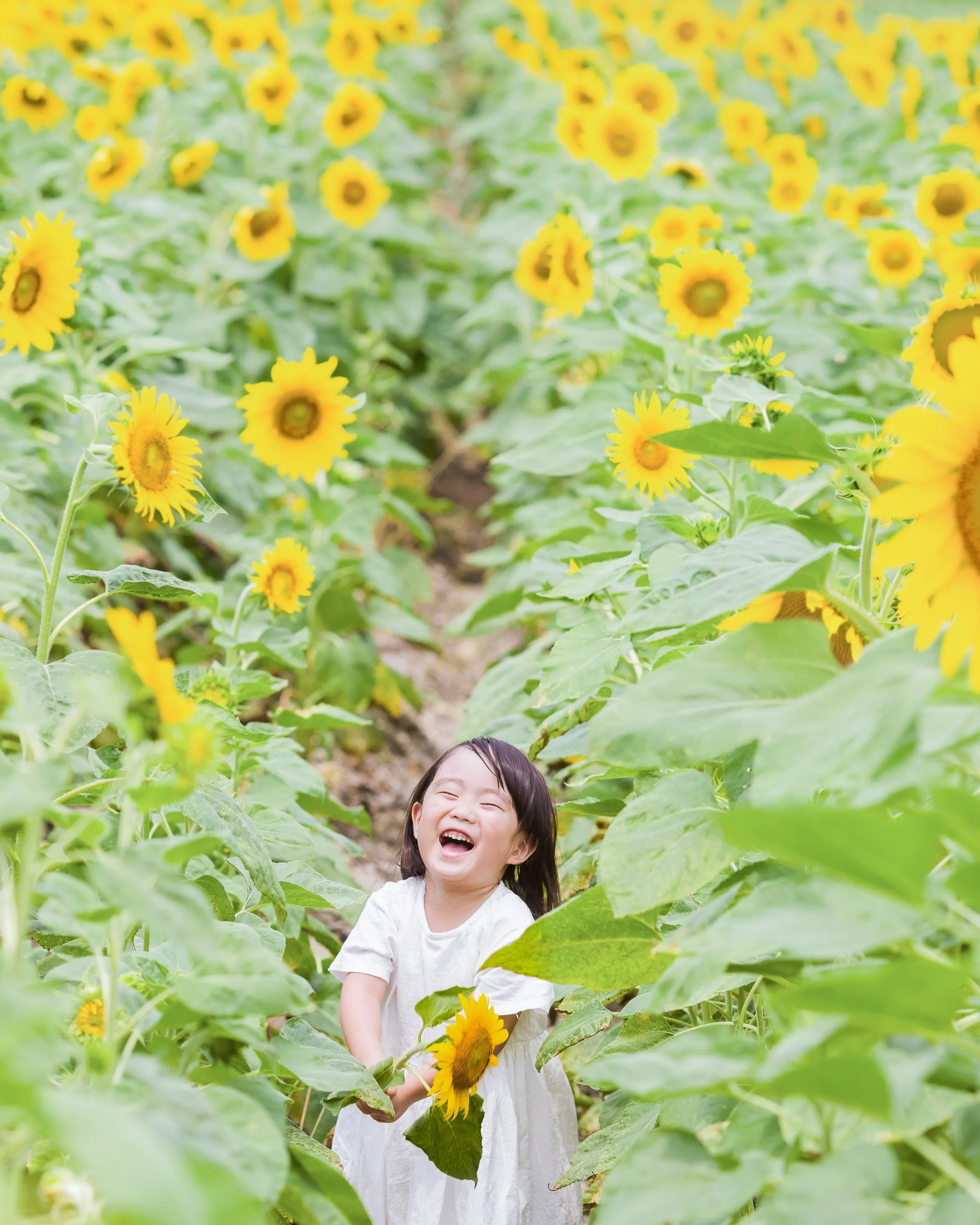 【ひまわり撮影会開催致します🌻】